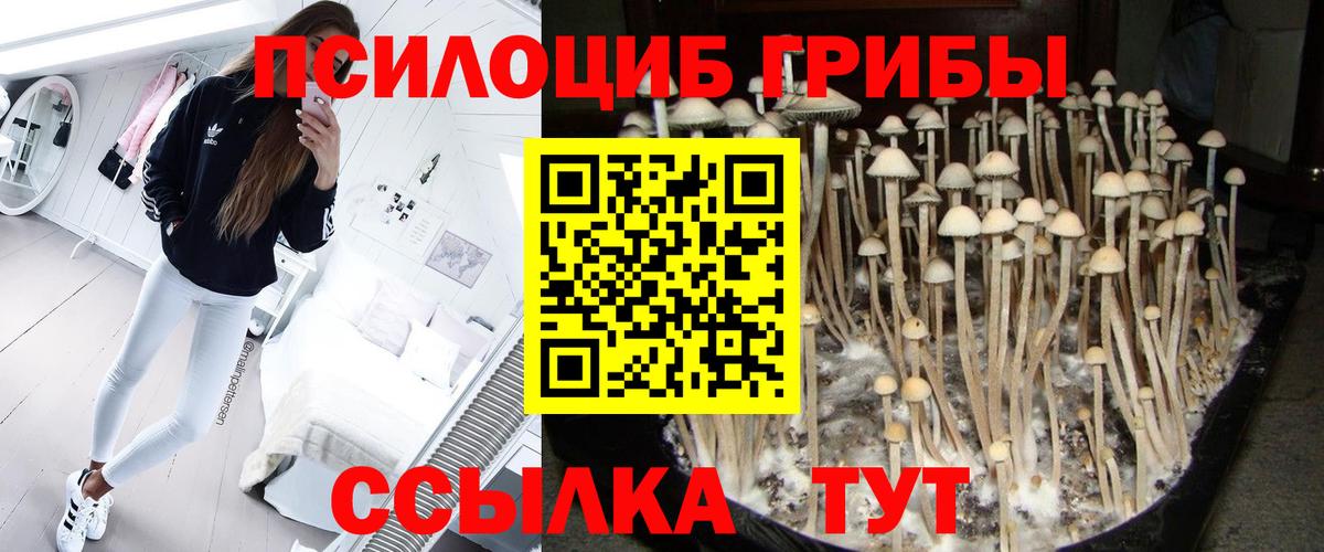 Ступино  Псилоцибиновые грибы GOLDEN TEACHER  Вход с VPN  Псилоцибиновые грибы Magic Shrooms 